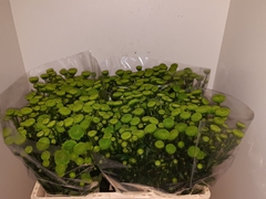 Chrysanth Santini Lola 55cm 44gr.