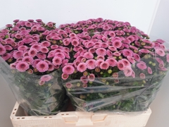 Chrysanth Santini Calimero Pink 55cm 40gr.