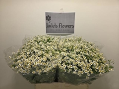 Tanacetum Single Vegmo 50cm