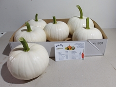 Cucurbita Pepo Baby Boo 15cm