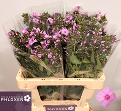 Phlox Sweet Lexy 60cm