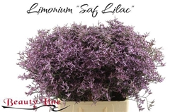 Limonium Safora Lilac 70cm 30gr.