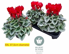 Cyclamen Super Serie Mammoth 17Ø 35cm