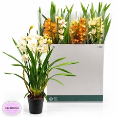 Cymbidium Mixed 14Ø 85cm 3st
