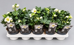Helleborus Christmas Carol 12Ø 23cm