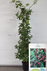 Rubus Fruticosus 28Ø 200cm