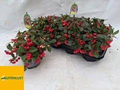 Gaultheria Big Berry 13Ø 20cm