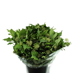 Hedera With Berry Per Bunch 50cm