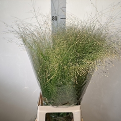 Panicum Fontaine 75cm