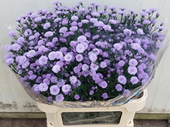 Aster Astee Mini Baby Blue 85cm 30gr.