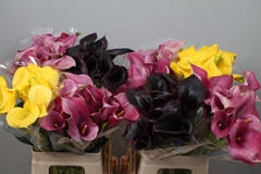 Zantedeschia Mixed 60cm Twisted