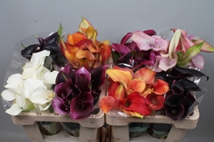 Zantedeschia Mixed 50cm Twisted