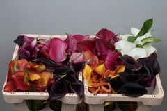 Zantedeschia Mixed 45cm Twisted