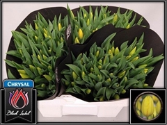 Tulip Single Strong Gold 40cm 35gr.