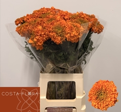 Tagetes Promise Orange 70cm