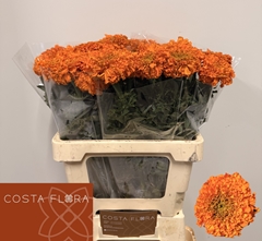 Tagetes Promise Orange 60cm