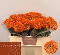 Tagetes Promise Orange 50cm