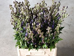Aconitum Carmichaelii Arendsii 70cm
