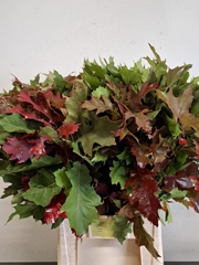 Quercus Rubra 80cm