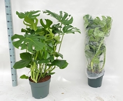 Monstera Deliciosa 30Ø 120cm