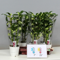 Dendrobium Star Class Apollon 12Ø 45cm 2st