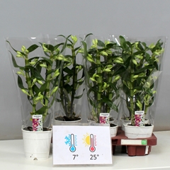 Dendrobium Star Class Apollon 12Ø 40cm 2st