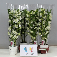 Dendrobium Star Class Apollon 12Ø 60cm 2st