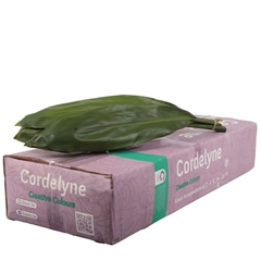 Cordyline Green Ti Per Bunch 80cm