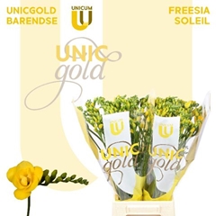 Freesia Double Soleil 50cm 20gr.