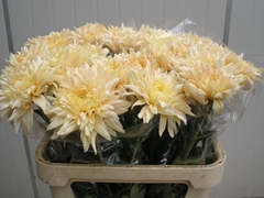 Chrysanth Single Avignon 80cm 80gr.