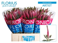 Veronica Smart Artist 60cm