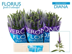 Veronica Smart Diana 60cm
