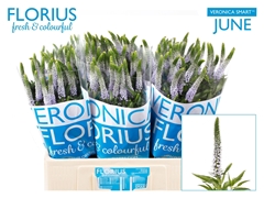 Veronica Smart June 60cm