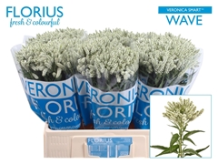 Veronica Smart Wave 60cm