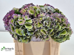 Hydrangea Royal Love Classic 50cm 17-19cm Hd