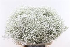 Gypsophila Paniculata Cosmic 80cm 40gr.