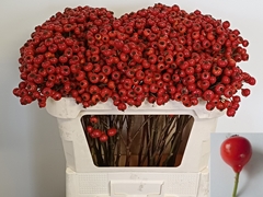 Rosa Red Hooijdonk 2.0 70cm