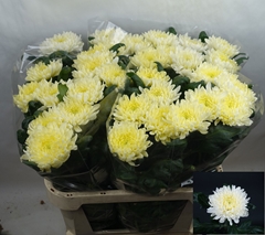 Chrysanth Single Allouise White 80cm 110gr.