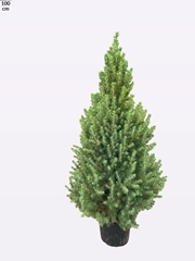 Picea December 26Ø 100cm