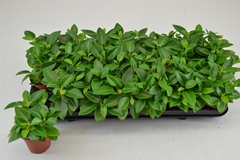 Peperomia Pixie 8Ø 12cm