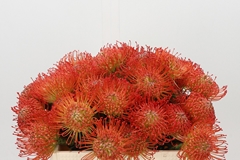 Leucospermum Succession 35cm