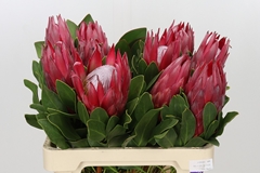 Protea Cynaroides Madiba 60cm