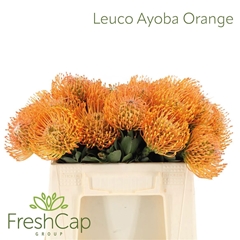 Leucospermum Ayoba Orange 35cm
