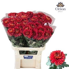 Chrysanth Single Tusca 80cm 90gr.