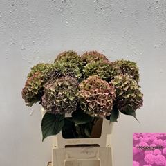 Hydrangea Rodeo Red Classic 60cm 12-14cm Hd