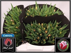 Tulip Single Leen Van Der Mark 35cm 28gr.
