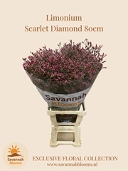 Limonium Sinense Scarlet Diamond 80cm 40gr.