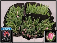 Tulip Single Dynasty 35cm 35gr.