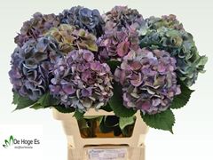 Hydrangea Royal Crown Classic 60cm 16-18cm Hd