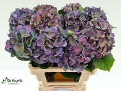 Hydrangea Royal Crown Classic 60cm 14-16cm Hd